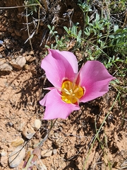 Calochortus nuttallii