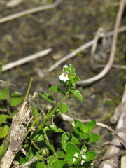 Pombalia parviflora