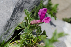Vicia pyrenaica