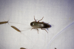 Orthostethus infuscatus
