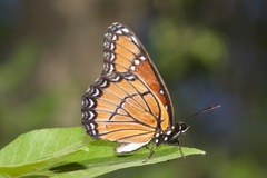 Limenitis archippus obsoleta