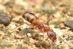 Dolichoderus lutosus