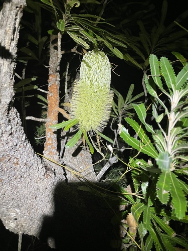 Banksia aemula (Banksia aemula)
