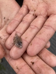 Platichthys stellatus