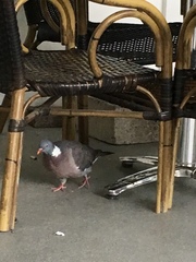 Columba palumbus