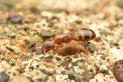 Dolichoderus lutosus