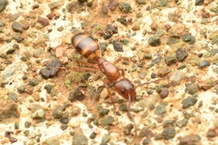 Dolichoderus lutosus