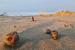 Peziza oceanica