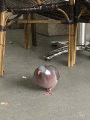 Columba palumbus