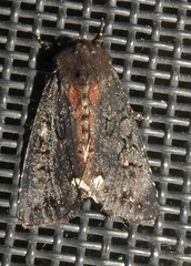 Melanchra assimilis