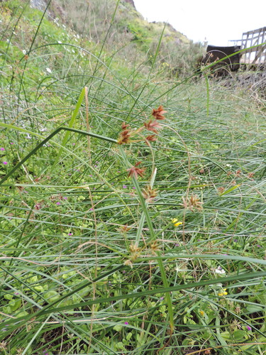 Cyperus schimperianus image