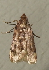 Aglossa disciferalis