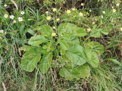 Sinapidendron gymnocalyx