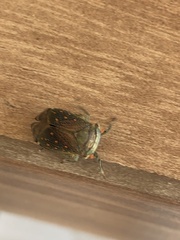 Itzalana submaculata