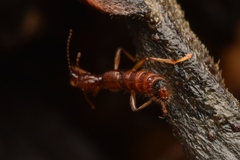 Oedichirus