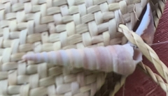 Turritellinella tricarinata