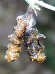 Heraclides rogeri pharnaces