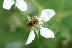 Parhelophilus obsoletus