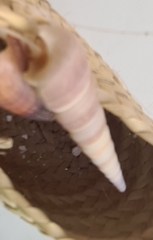 Turritellinella tricarinata