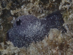Chelonaplysilla americana