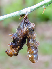 Heraclides rogeri pharnaces