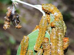Heraclides rogeri pharnaces