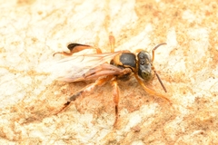 Tetragona ziegleri