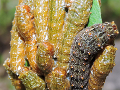 Heraclides rogeri pharnaces