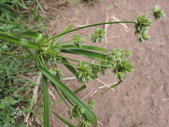 Cyperus eragrostis image