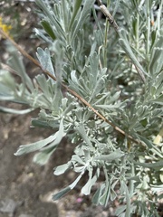 Artemisia tridentata tridentata