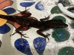Anolis