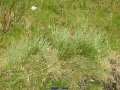 Cytisus oromediterraneus