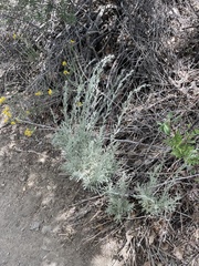 Artemisia tridentata tridentata