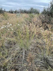 Hesperostipa comata