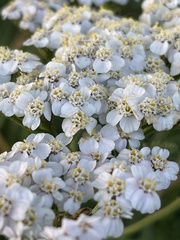 Achillea millefolium