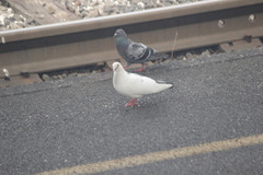 Columba livia domestica