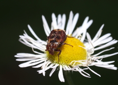 Valgus canaliculatus