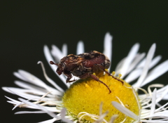 Valgus canaliculatus