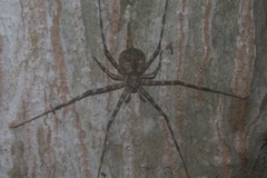 Neotama mexicana
