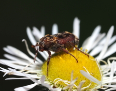 Valgus canaliculatus