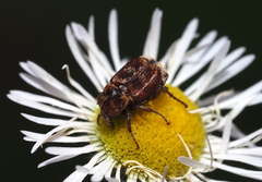 Valgus canaliculatus