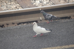 Columba livia domestica