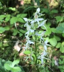 Platanthera bifolia