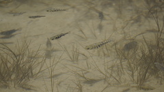 Cyprinodon pecosensis