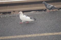 Columba livia domestica