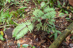 Bactris hirta