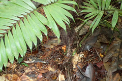 Bactris hirta
