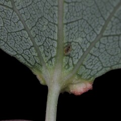 Eriophyes diversipunctatus