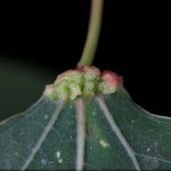 Eriophyes diversipunctatus