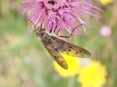 Pangonius